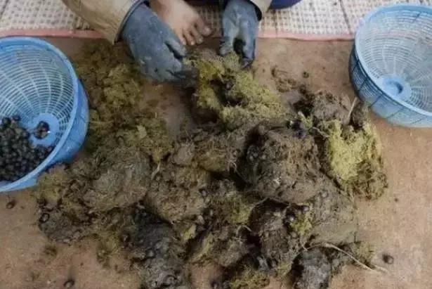 各种从屎和呕吐物里提取出来的天价咖啡，你敢喝吗