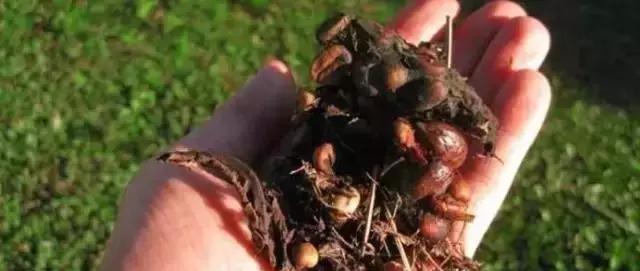 各种从屎和呕吐物里提取出来的天价咖啡，你敢喝吗