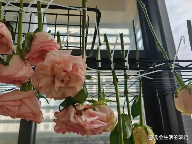 奇思妙想生活小妙招_奇妙的生活小技巧_生活技巧真奇妙