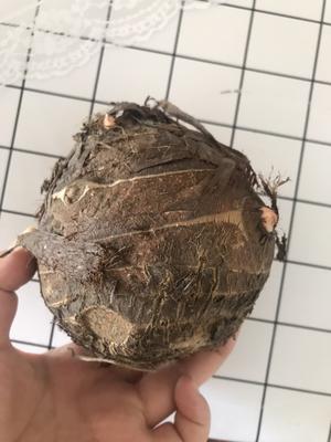 邵武油饼的做法 步骤2