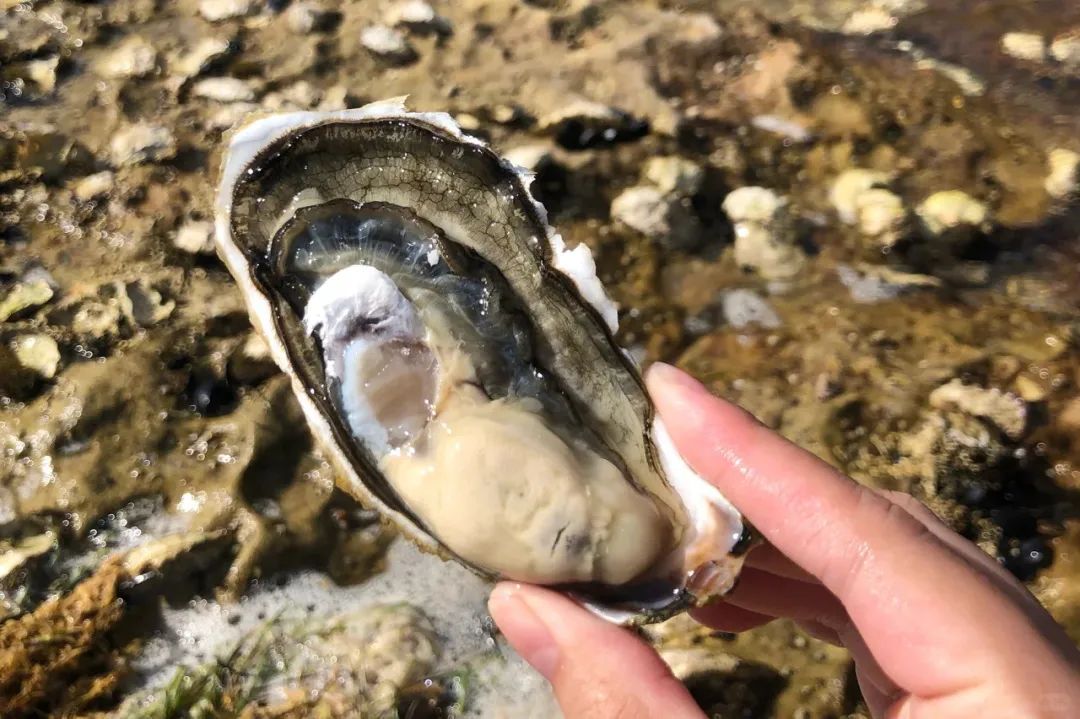 潮汕美食素材视频_潮汕美食视频做菜大全视频_潮汕美食视频宣传高清