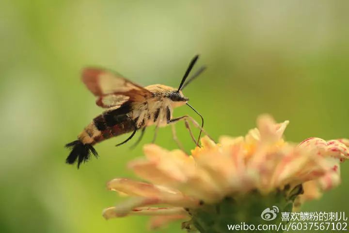 蜂大咖啡_蜂鸟咖啡_蜜蜂咖啡