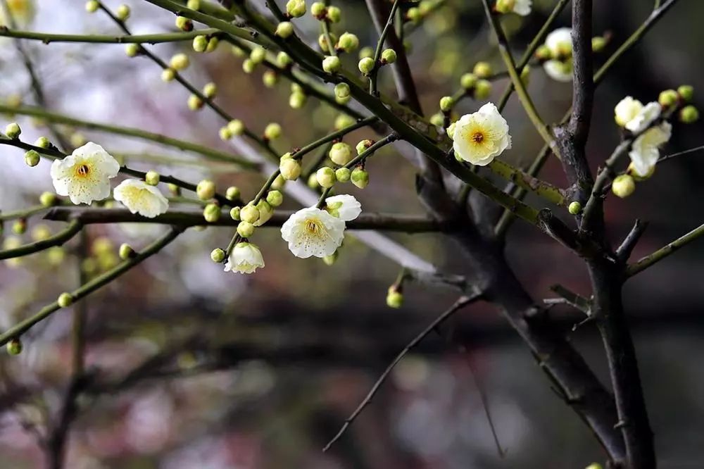梅花甜点_用梅花做的美食_古代梅花做的点心