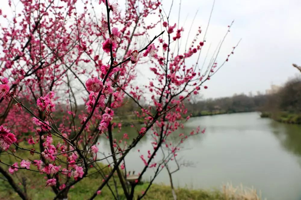 古代梅花做的点心_梅花甜点_用梅花做的美食