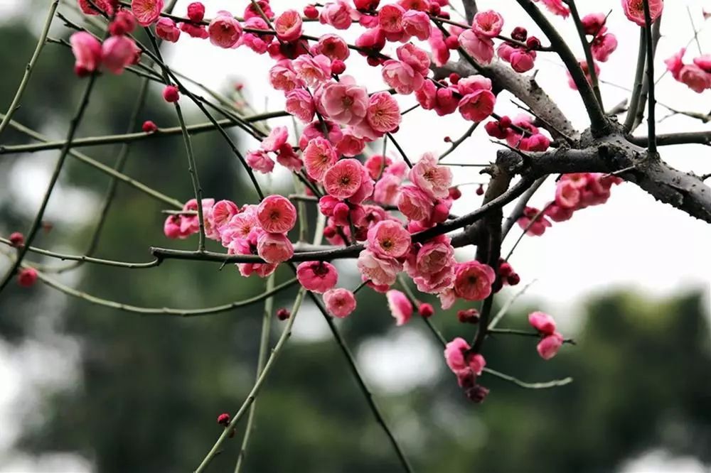用梅花做的美食_梅花甜点_古代梅花做的点心