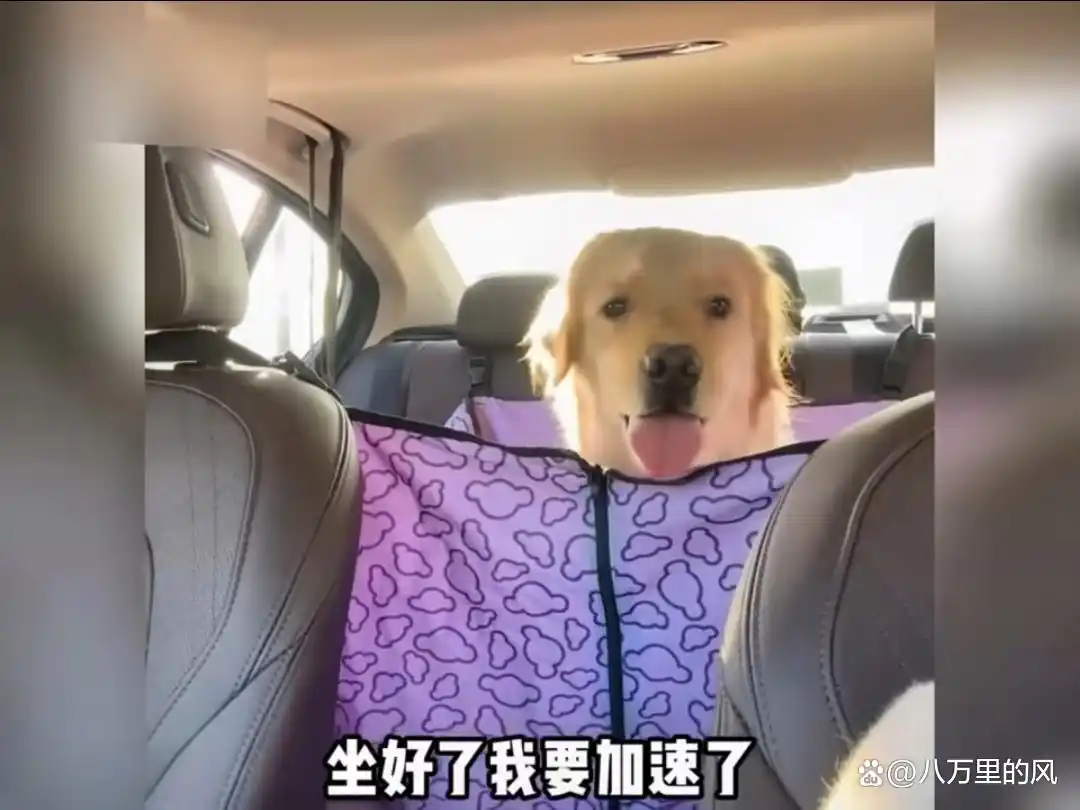 猫咪照顾主人_猫咪与主人的生活方式不同_猫主人是什么意思