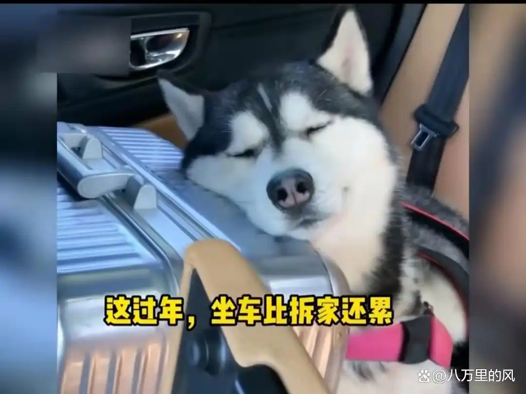 猫咪照顾主人_猫咪与主人的生活方式不同_猫主人是什么意思