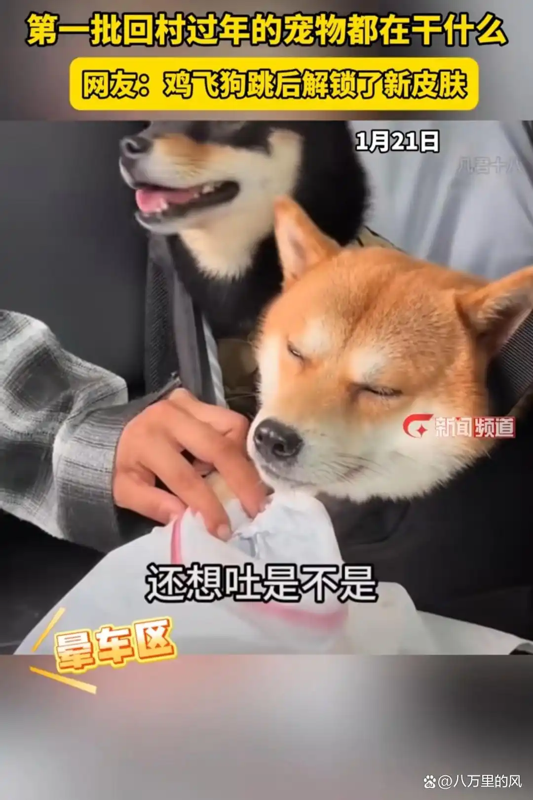 猫咪与主人的生活方式不同_猫咪照顾主人_猫主人是什么意思