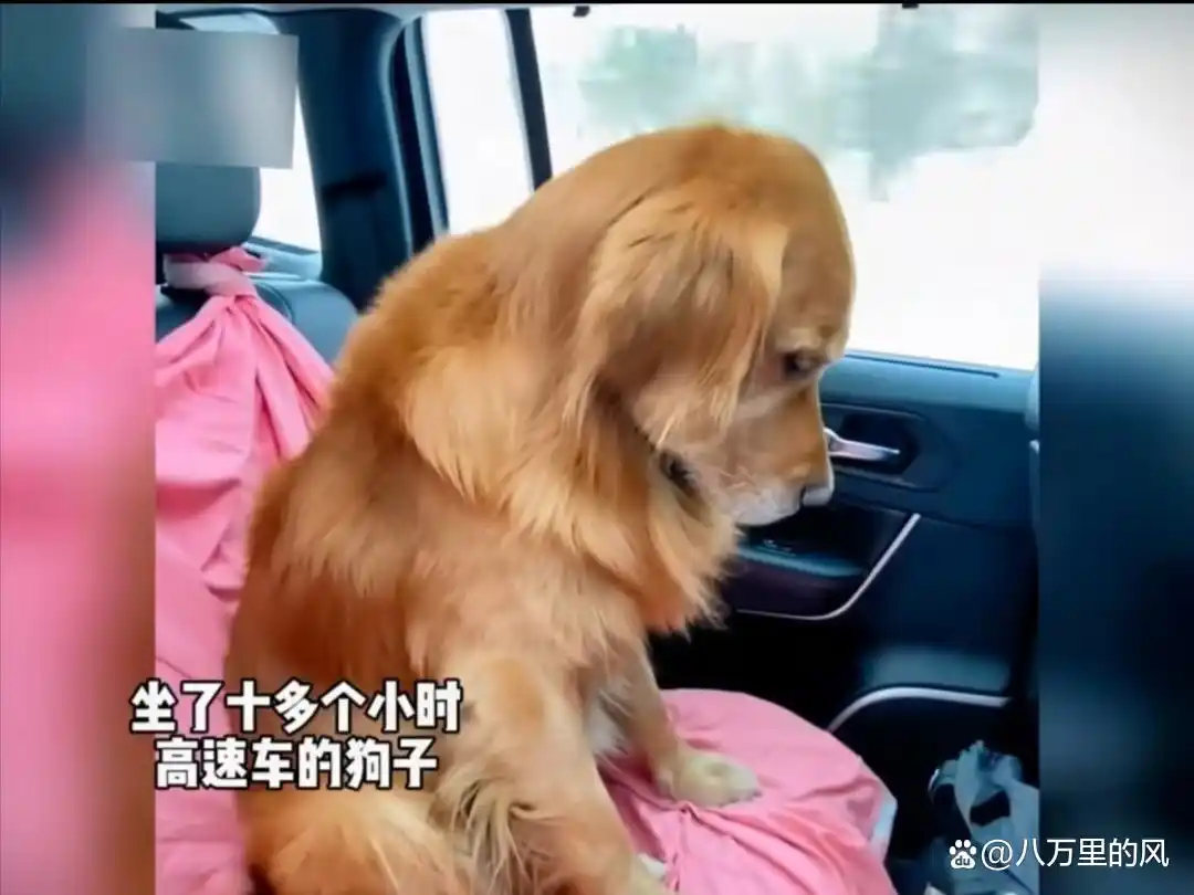 猫主人是什么意思_猫咪与主人的生活方式不同_猫咪照顾主人