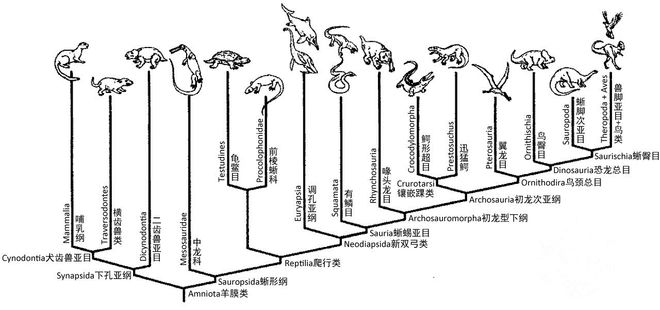 恐龙生活小技巧_恐龙操作步骤_恐龙的操作