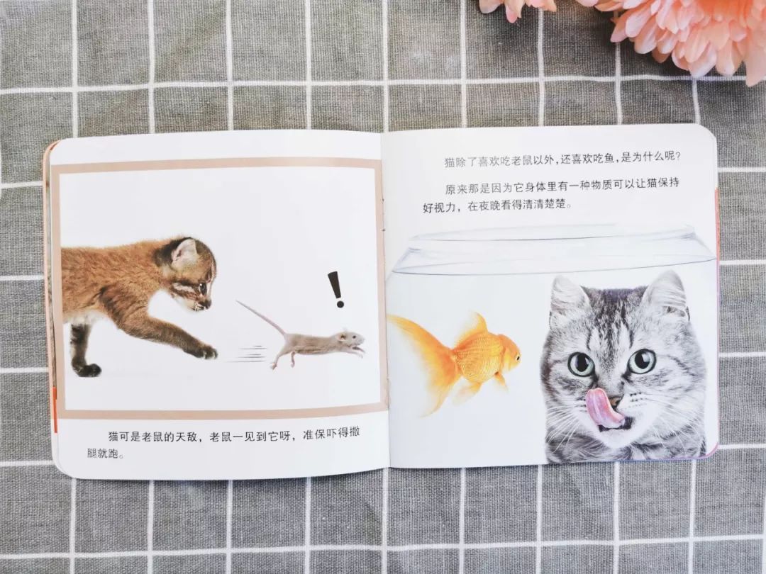 播放蚂蚁的生活百科_百科蚂蚁播放生活中的故事_蚂蚁生活视频记录片