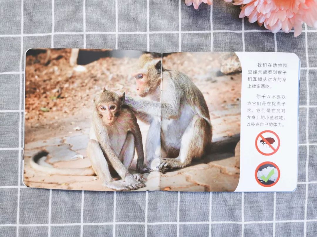 蚂蚁生活视频记录片_百科蚂蚁播放生活中的故事_播放蚂蚁的生活百科