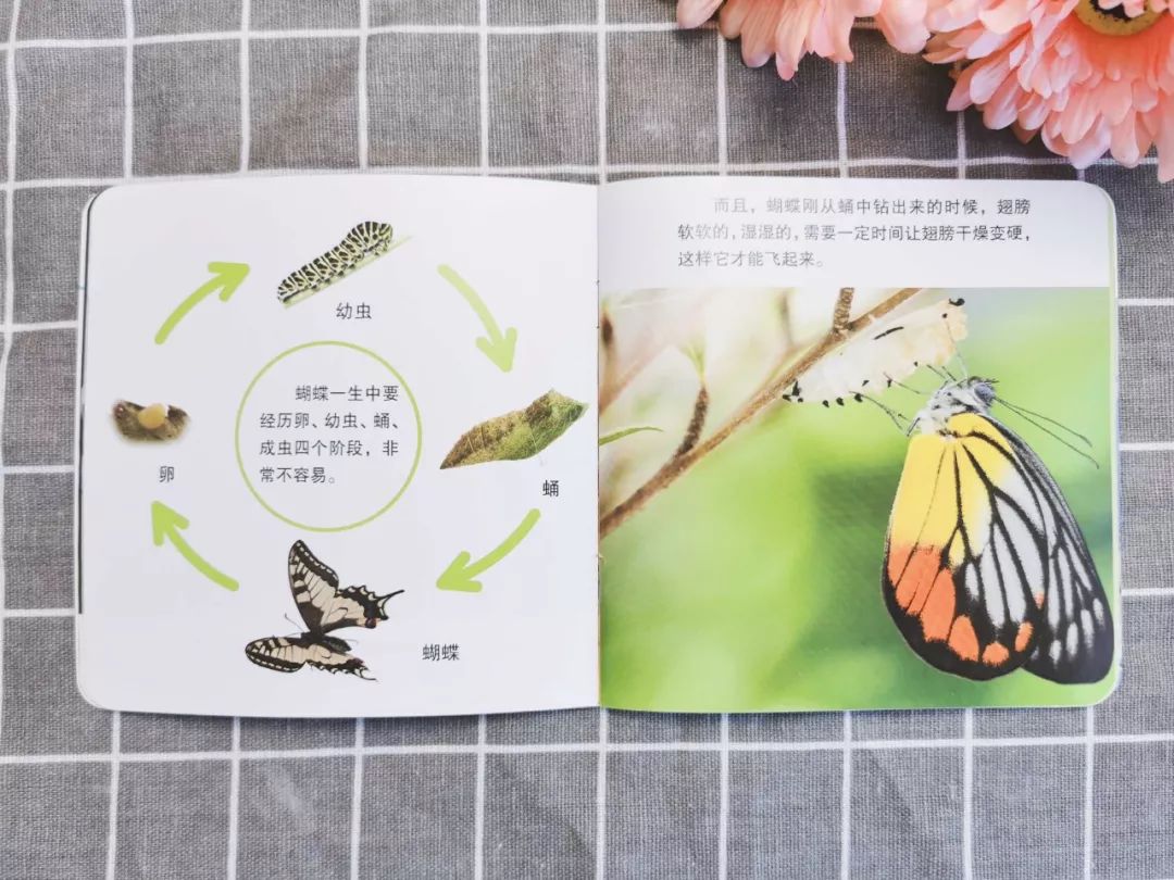 百科蚂蚁播放生活中的故事_播放蚂蚁的生活百科_蚂蚁生活视频记录片