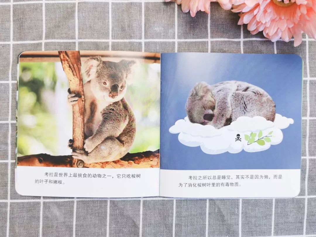 播放蚂蚁的生活百科_百科蚂蚁播放生活中的故事_蚂蚁生活视频记录片
