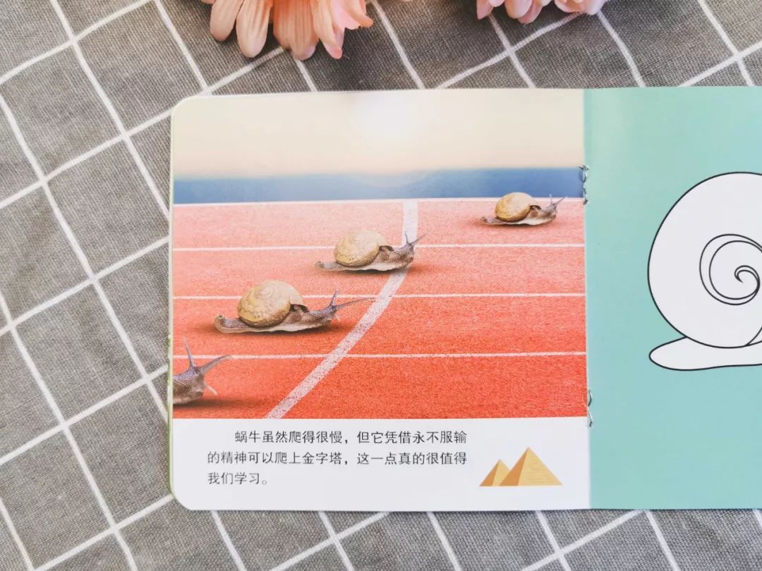播放蚂蚁的生活百科_蚂蚁生活视频记录片_百科蚂蚁播放生活中的故事
