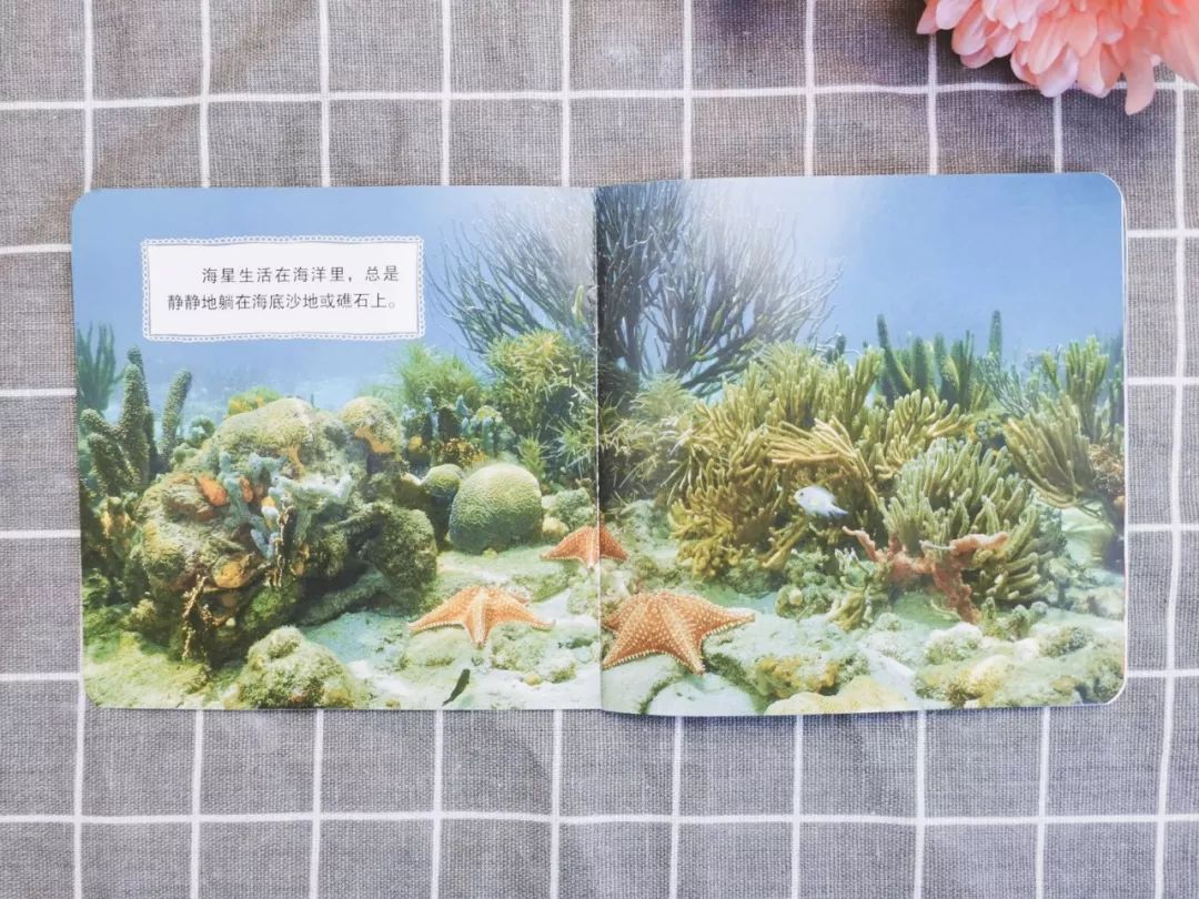 百科蚂蚁播放生活中的故事_蚂蚁生活视频记录片_播放蚂蚁的生活百科