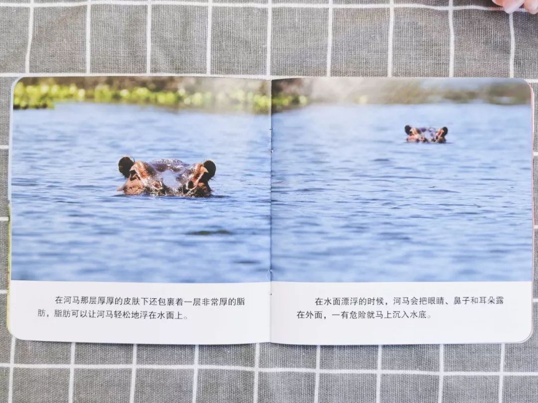 播放蚂蚁的生活百科_百科蚂蚁播放生活中的故事_蚂蚁生活视频记录片