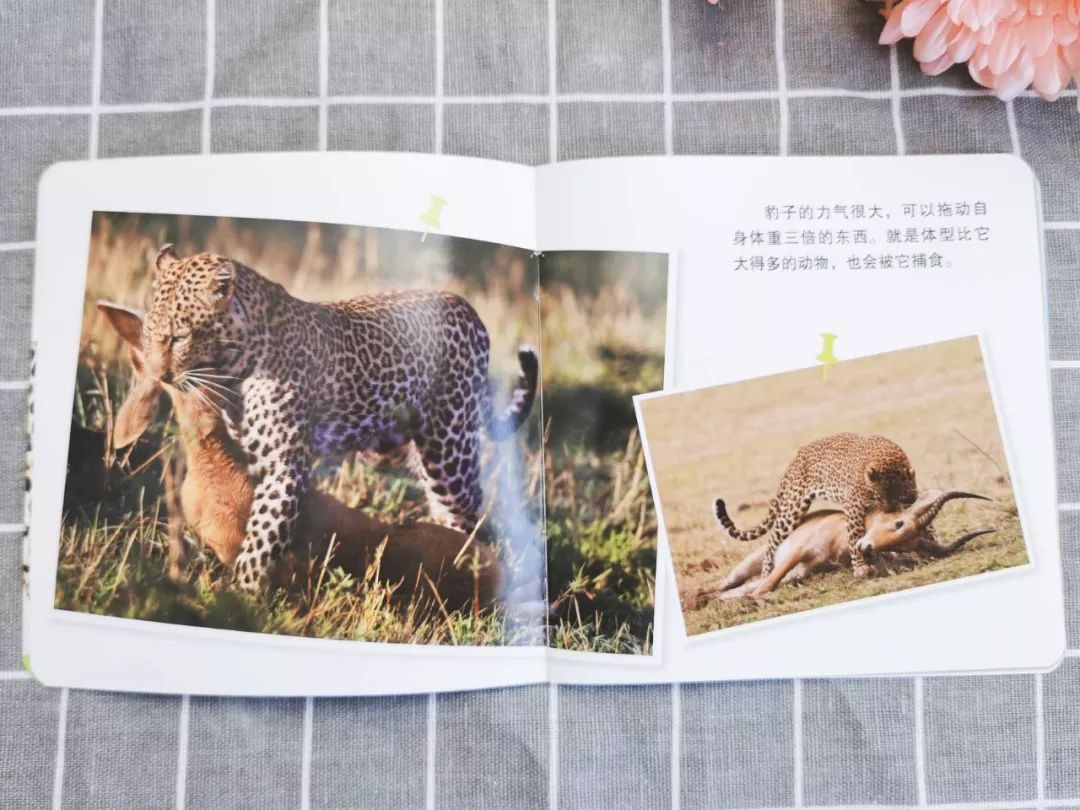 百科蚂蚁播放生活中的故事_蚂蚁生活视频记录片_播放蚂蚁的生活百科