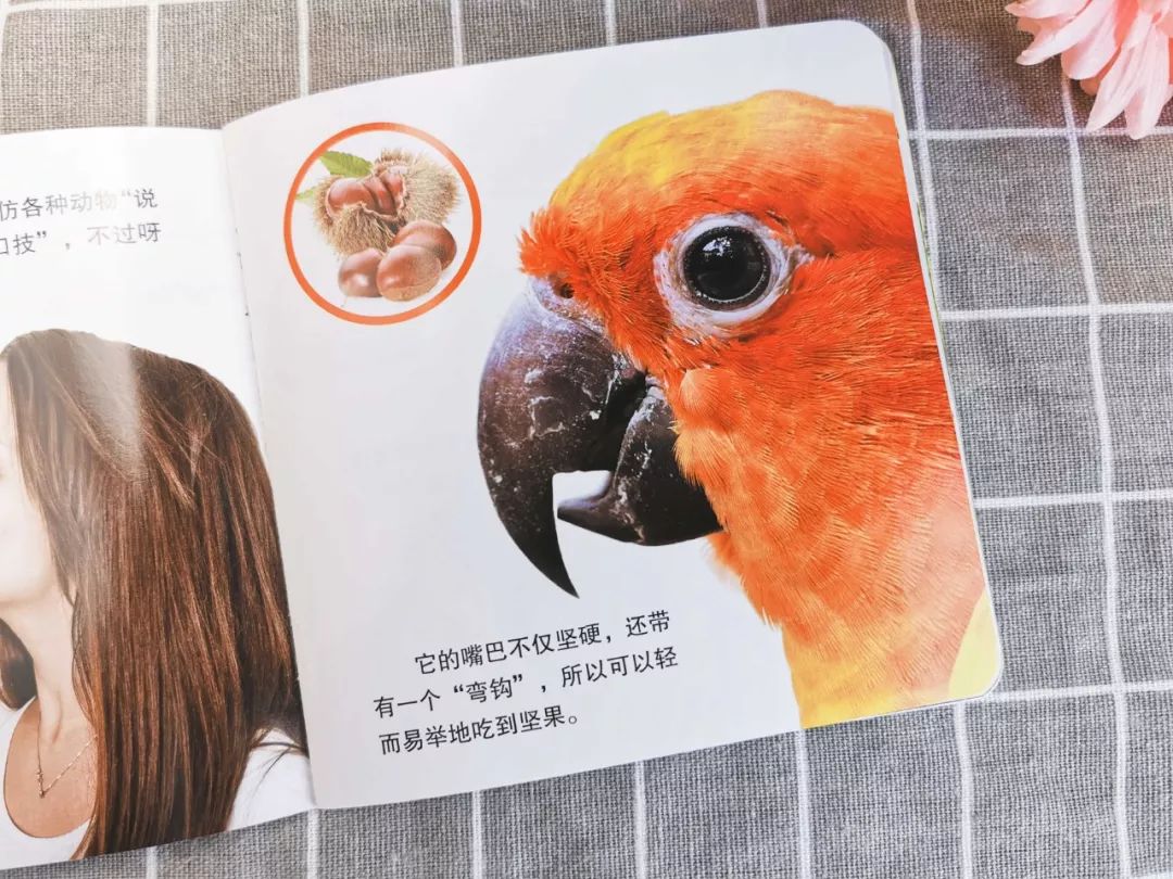 播放蚂蚁的生活百科_蚂蚁生活视频记录片_百科蚂蚁播放生活中的故事