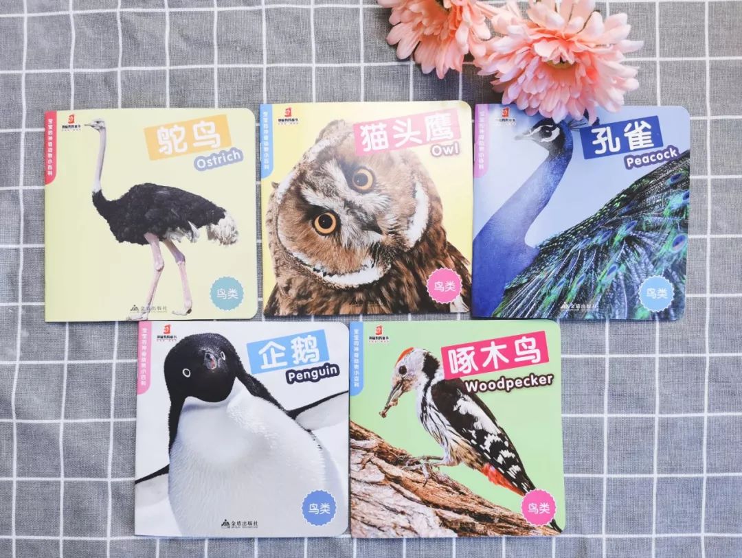 百科蚂蚁播放生活中的故事_蚂蚁生活视频记录片_播放蚂蚁的生活百科