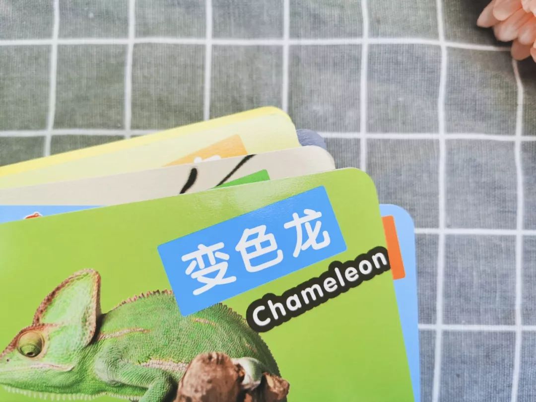 播放蚂蚁的生活百科_蚂蚁生活视频记录片_百科蚂蚁播放生活中的故事