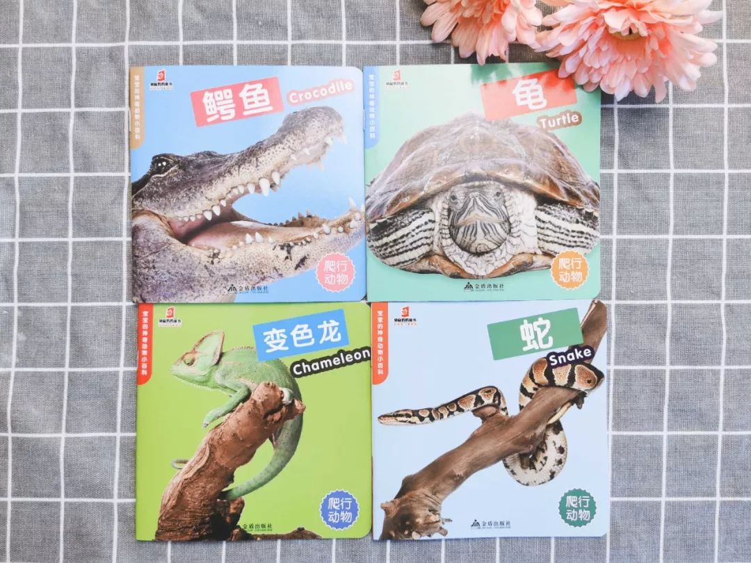 百科蚂蚁播放生活中的故事_播放蚂蚁的生活百科_蚂蚁生活视频记录片