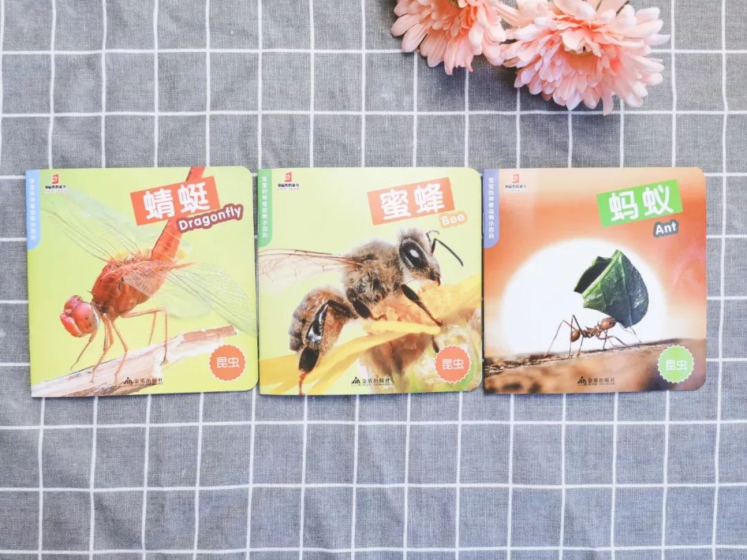 播放蚂蚁的生活百科_蚂蚁生活视频记录片_百科蚂蚁播放生活中的故事