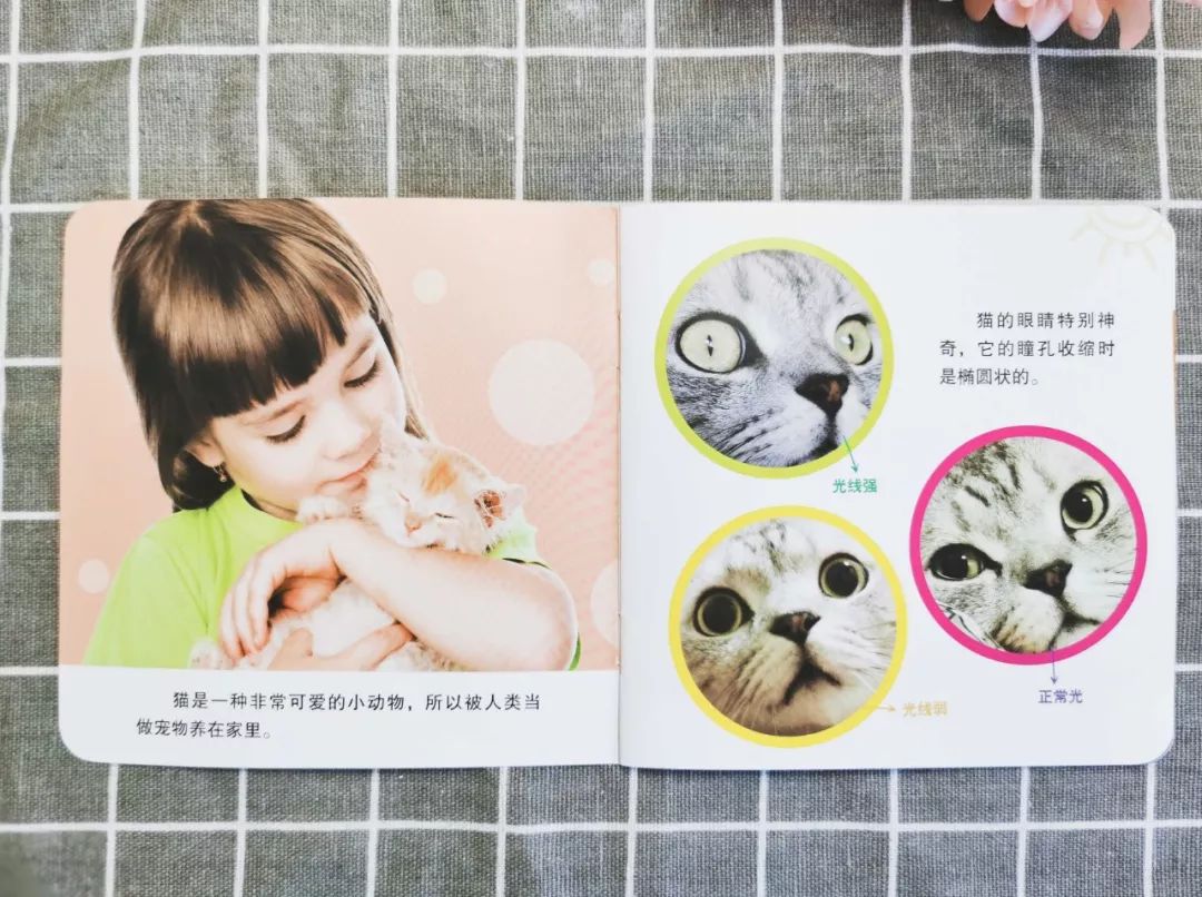 播放蚂蚁的生活百科_百科蚂蚁播放生活中的故事_蚂蚁生活视频记录片