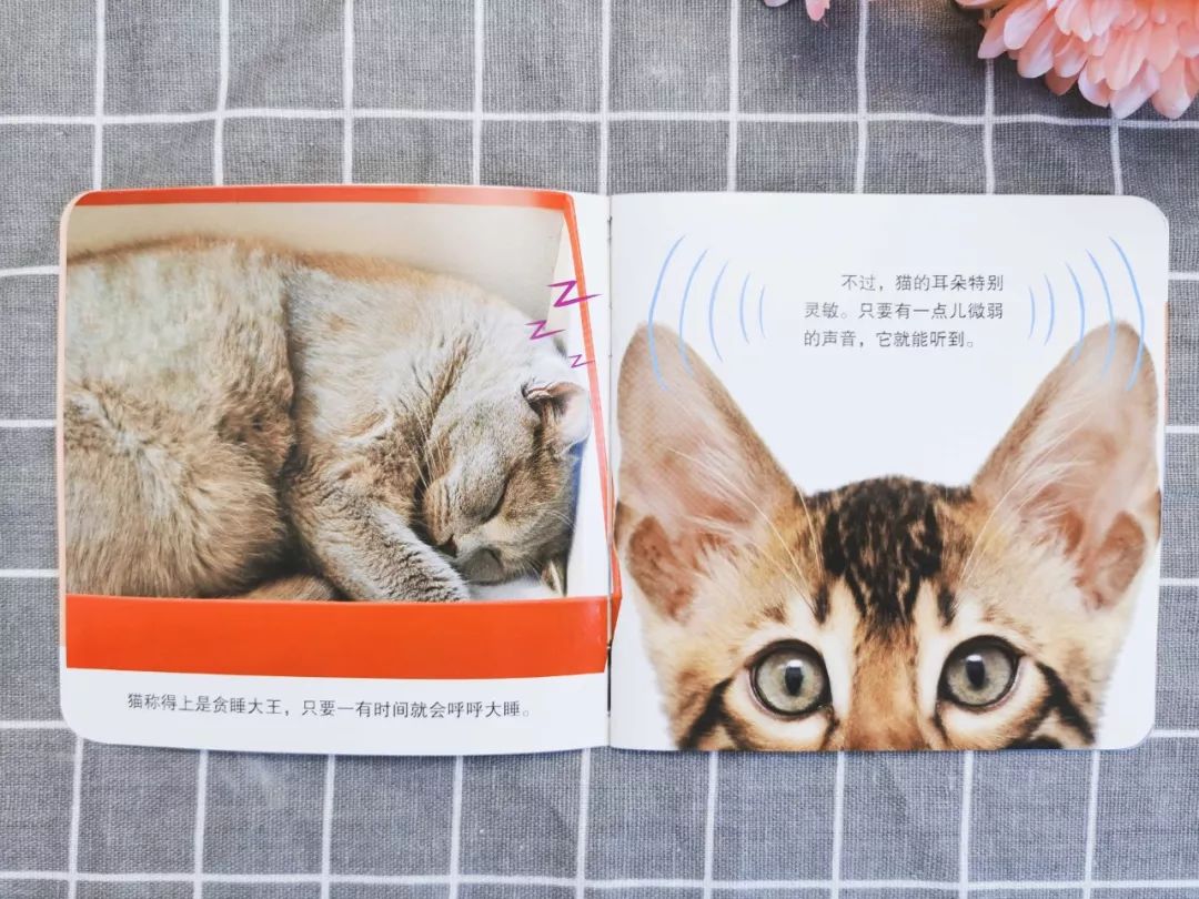 蚂蚁生活视频记录片_播放蚂蚁的生活百科_百科蚂蚁播放生活中的故事