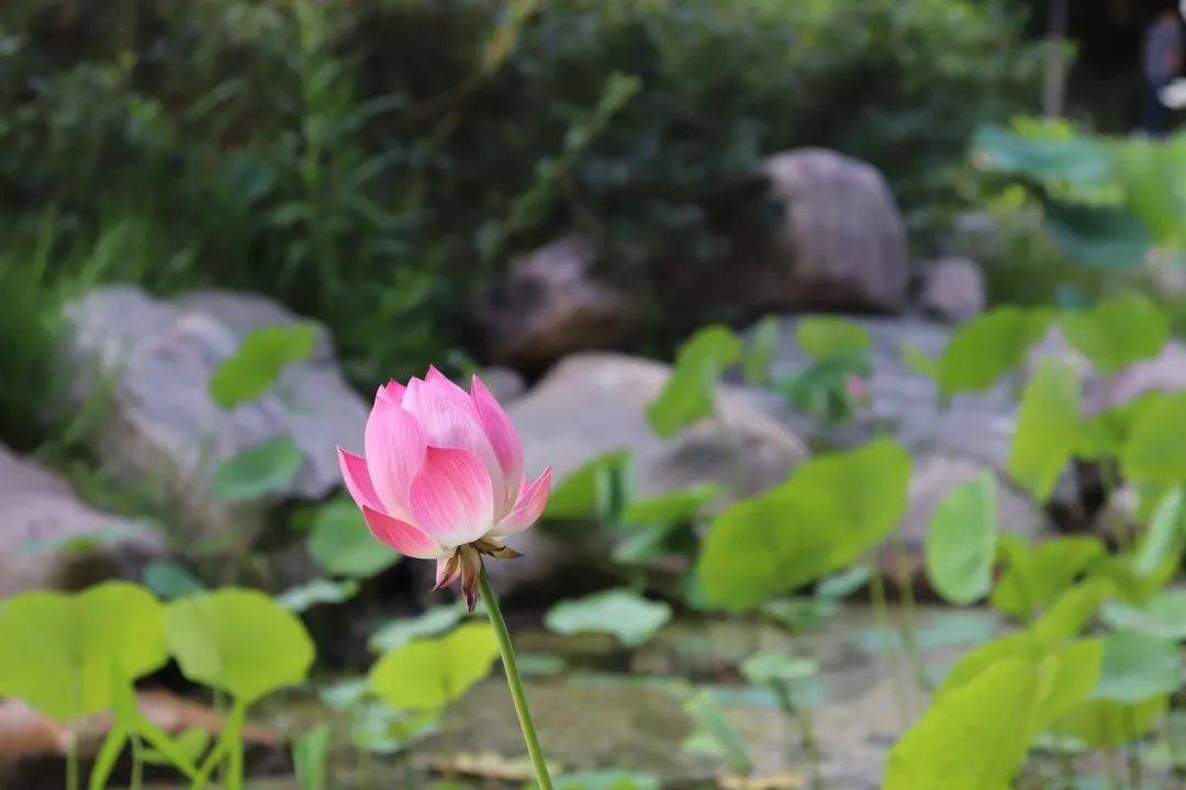 低谷的生活方式是指什么_生活的低谷期该如何度过_低谷是人生常态