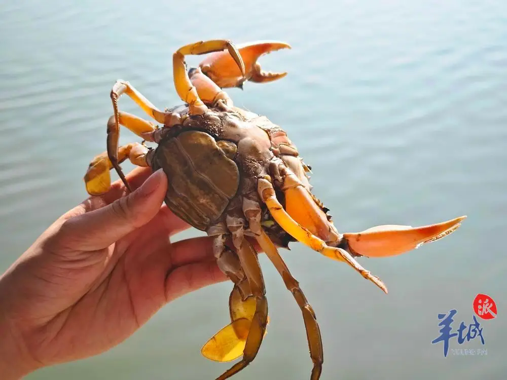 广州南沙特色美食攻略_南沙地道美食_广州南沙美食