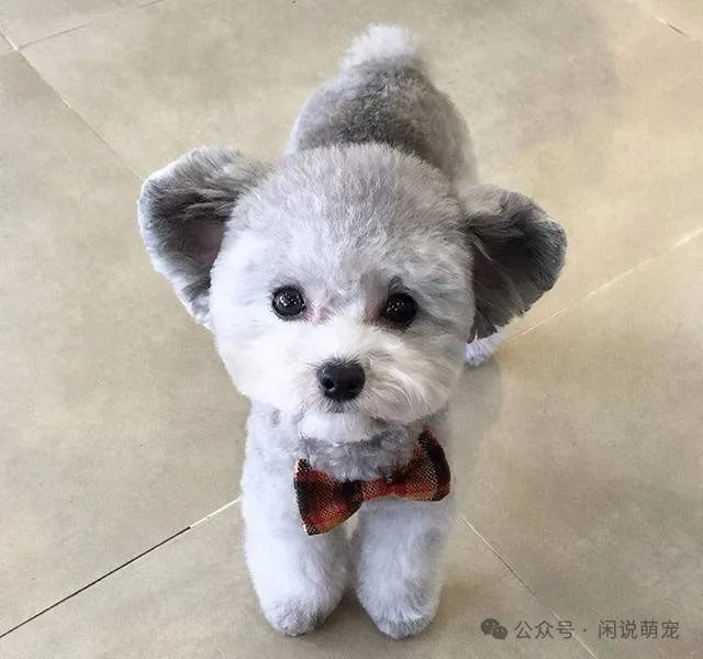 家养博美犬需要注意什么_家养博美犬_养博美的家庭日常