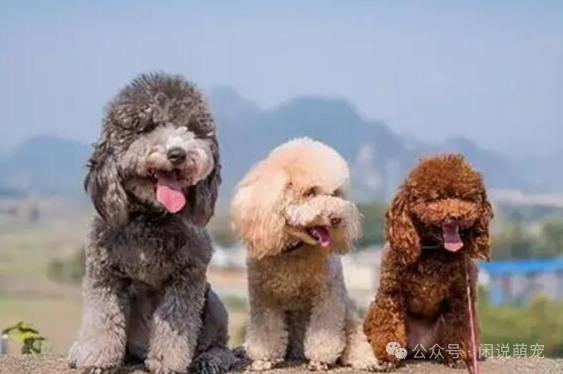 家养博美犬_家养博美犬需要注意什么_养博美的家庭日常