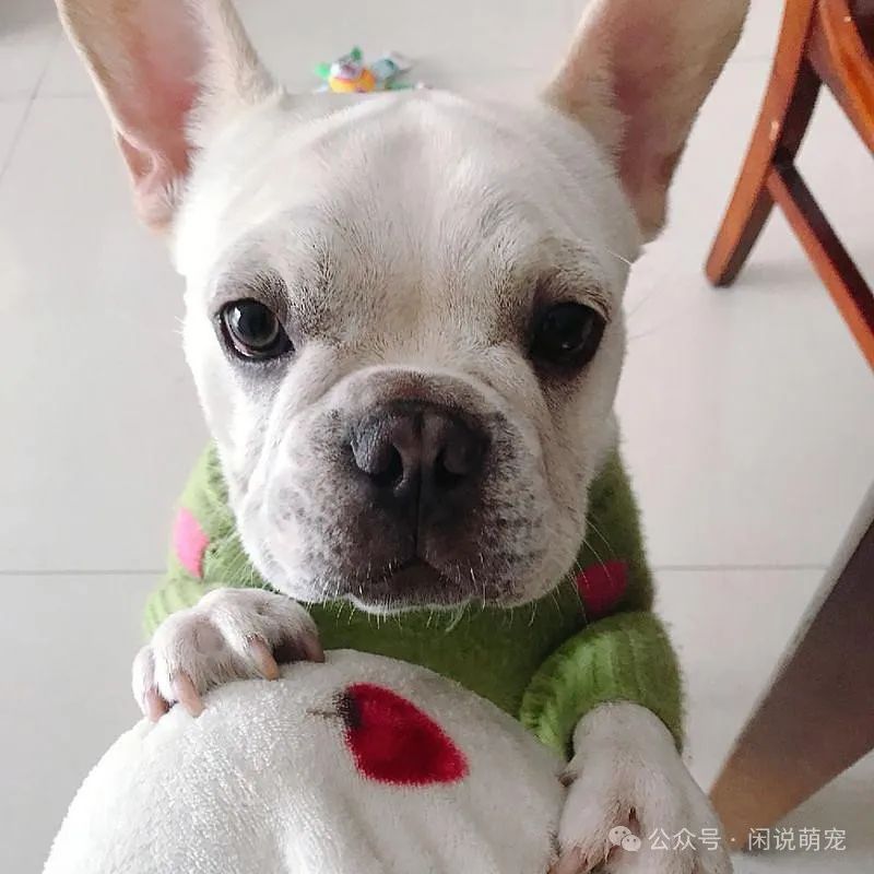 家养博美犬需要注意什么_养博美的家庭日常_家养博美犬