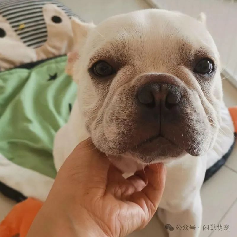 养博美的家庭日常_家养博美犬需要注意什么_家养博美犬
