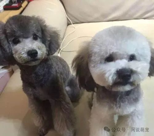 养博美的家庭日常_家养博美犬需要注意什么_家养博美犬