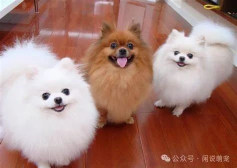 家养博美犬需要注意什么_养博美的家庭日常_家养博美犬