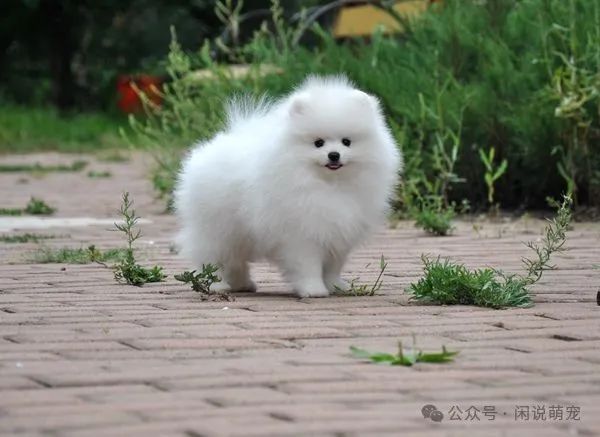 家养博美犬需要注意什么_养博美的家庭日常_家养博美犬