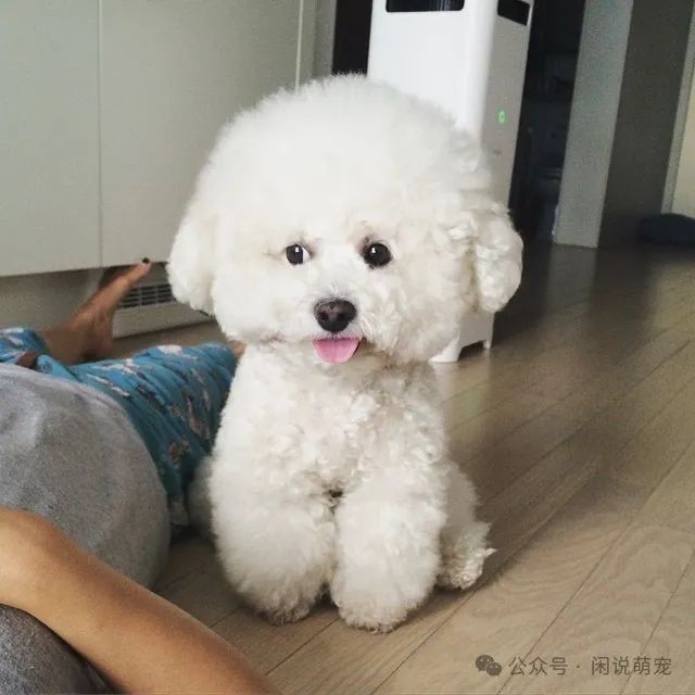 养博美的家庭日常_家养博美犬_家养博美犬需要注意什么