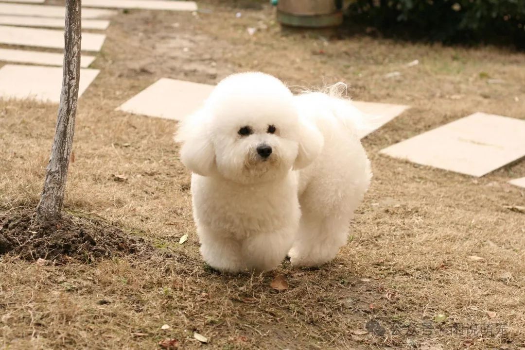 家养博美犬_养博美的家庭日常_家养博美犬需要注意什么