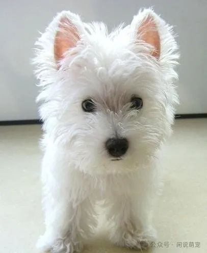 养博美的家庭日常_家养博美犬需要注意什么_家养博美犬