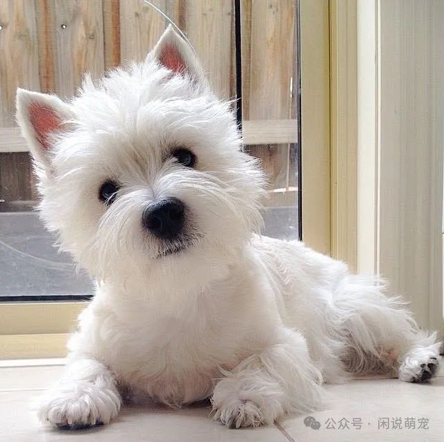 家养博美犬需要注意什么_家养博美犬_养博美的家庭日常