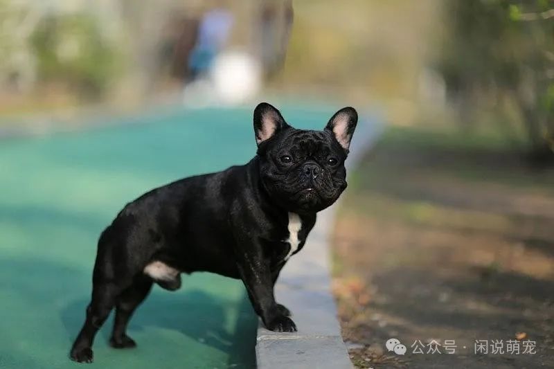 家养博美犬需要注意什么_家养博美犬_养博美的家庭日常