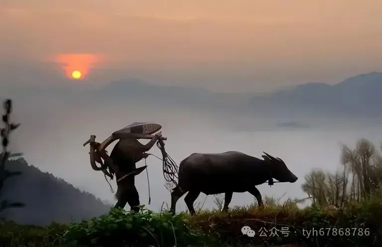 日常回民吃家庭饭菜好吗_回民家庭日常吃什么_适合回民吃的家常菜