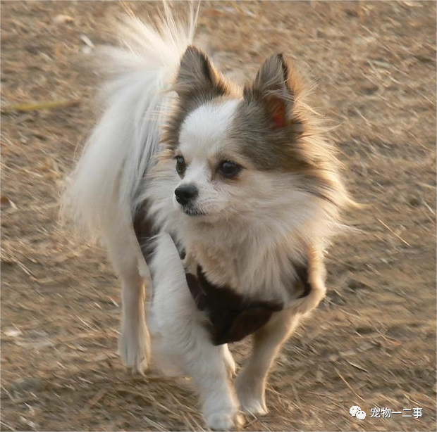 家养博美犬_养博美的家庭日常_家养博美犬需要注意什么