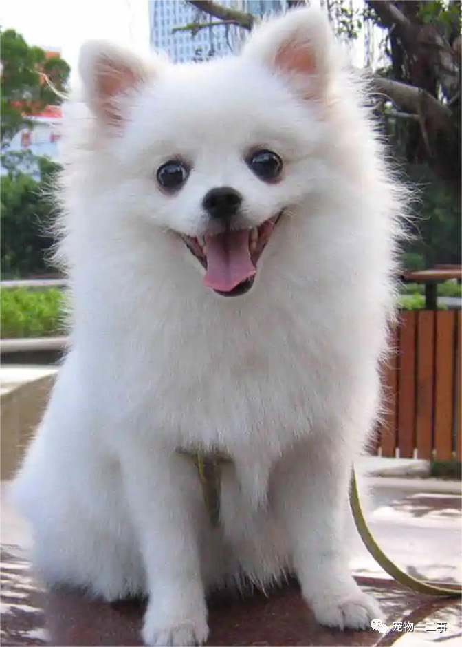 家养博美犬_家养博美犬需要注意什么_养博美的家庭日常