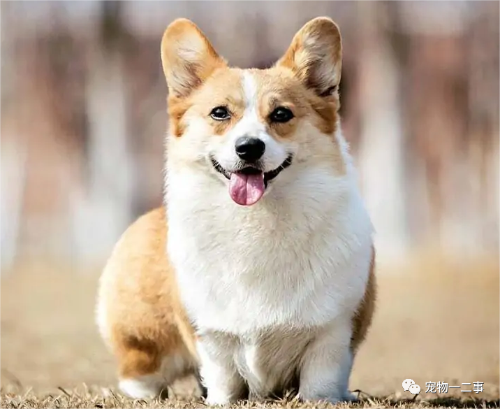 家养博美犬_家养博美犬需要注意什么_养博美的家庭日常