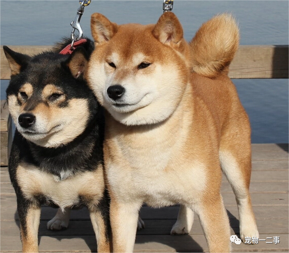 家养博美犬_养博美的家庭日常_家养博美犬需要注意什么