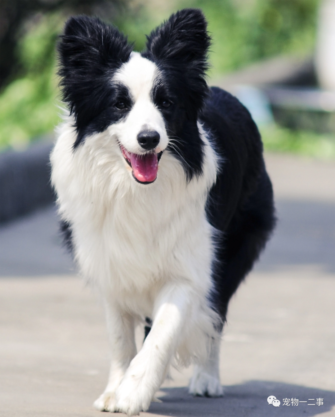 家养博美犬_家养博美犬需要注意什么_养博美的家庭日常