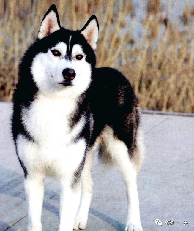 家养博美犬_养博美的家庭日常_家养博美犬需要注意什么
